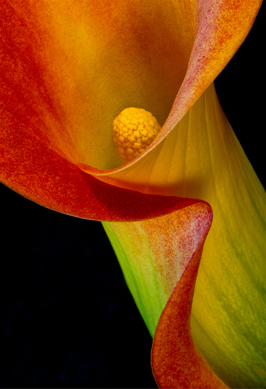 Colorful Calla