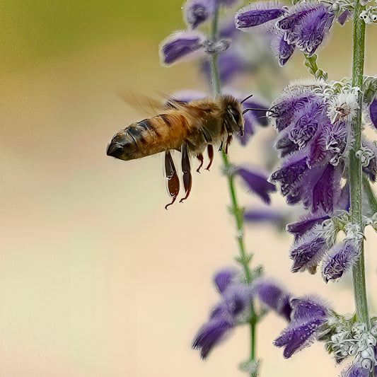 These Bee Funny Looking!