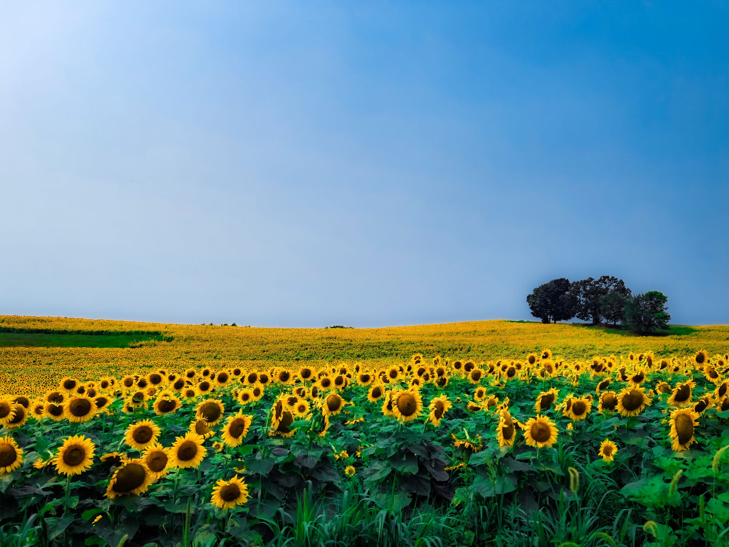 Sunflower Field