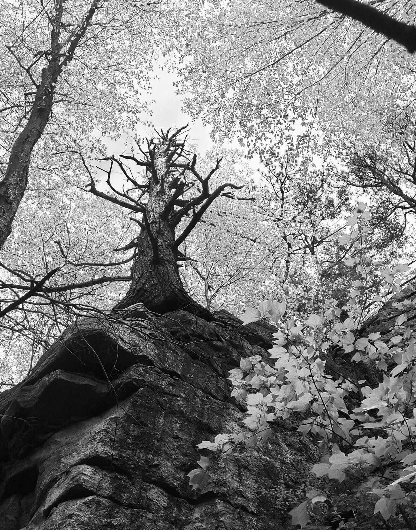 Life Surrounds Death