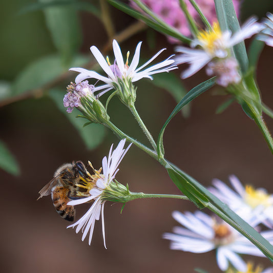 Petals & Pollinators: What We Bee Doin'?!
