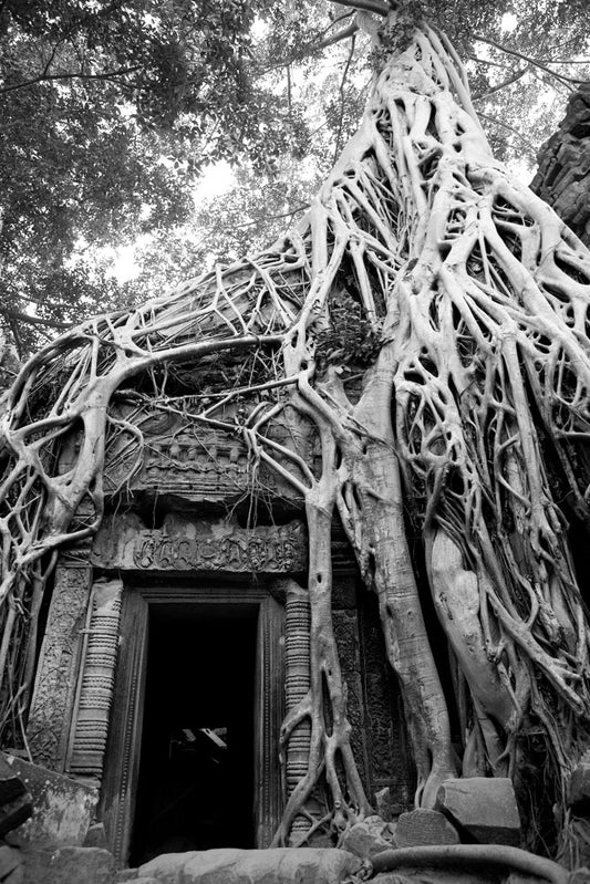 Ta Prohm Ruins