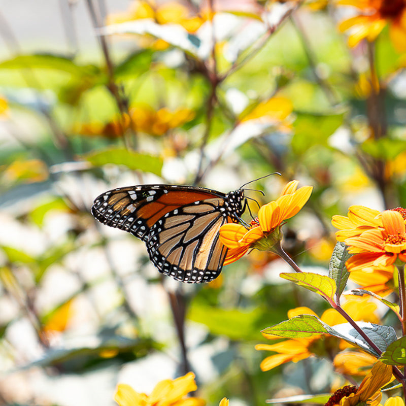 A Beautiful Butterfly Touches Down