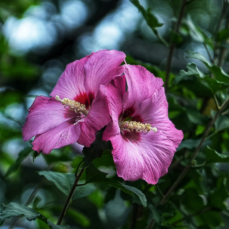 Rose of Sharon