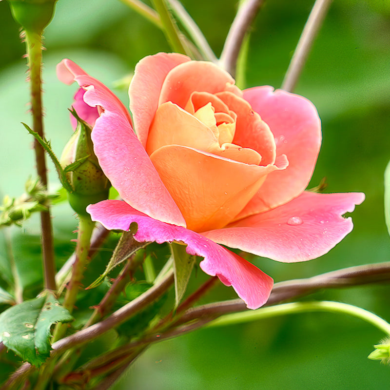 Stunning Pink Rose