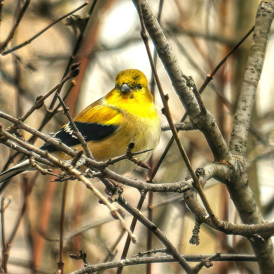 American Goldfinch in the Trees