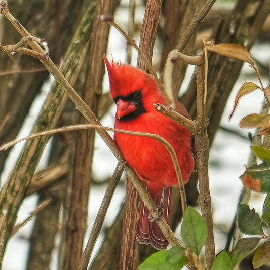 Cardinal Watching the Garden