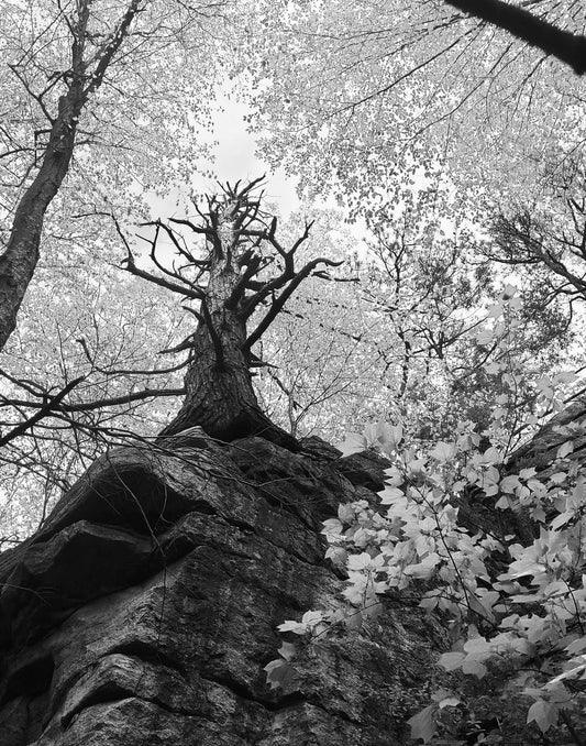 Life Surrounds Death