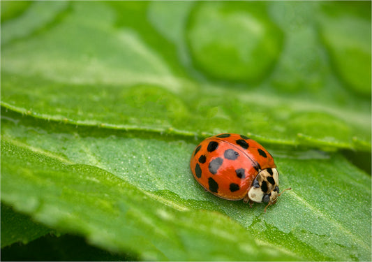 Lady Beetle