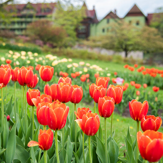 Tulip Festival at Mohonk Mountain House