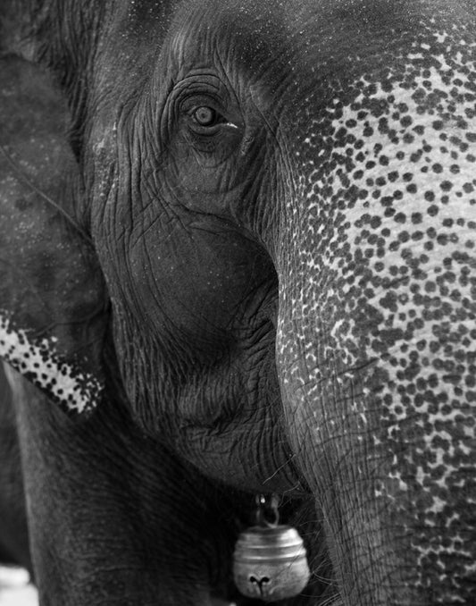 Large Scale Black and White Elephant