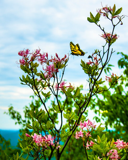 Pink Azalea and Butterfly - Table Mountain