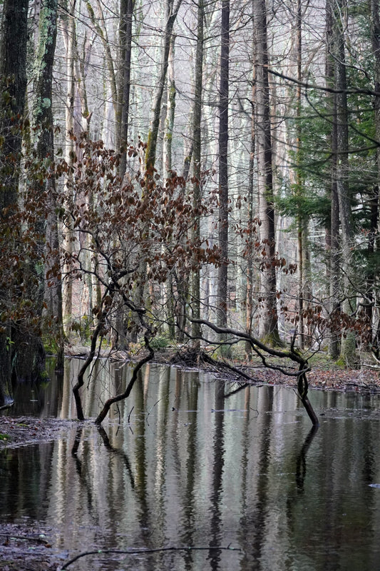Beaver Toothiwork [sic]