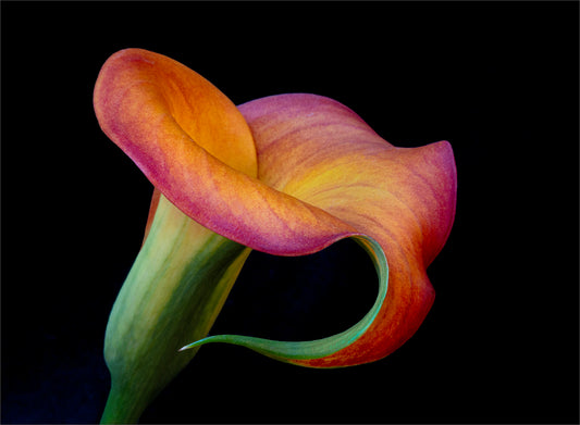 Calla Curveback