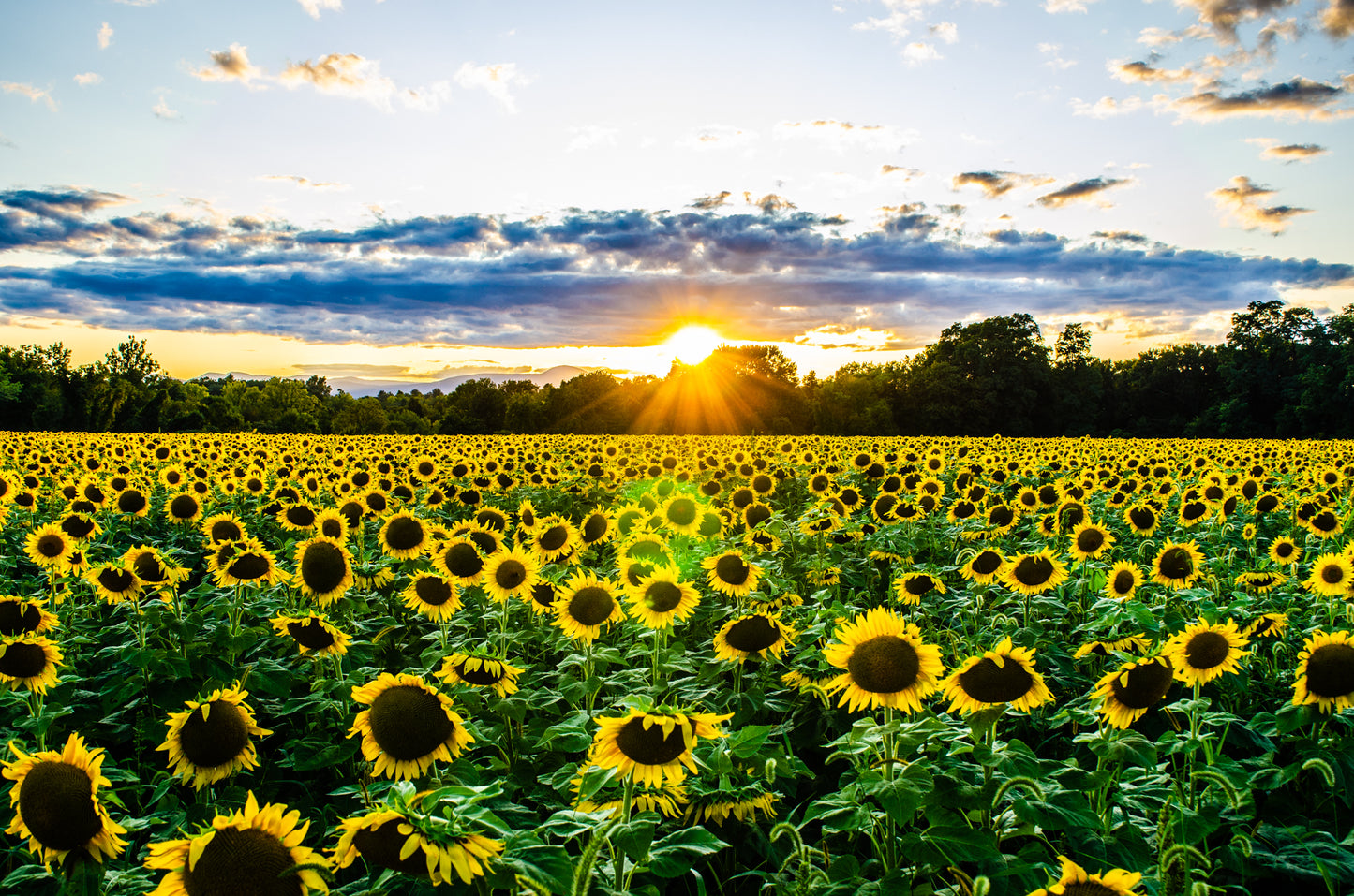 Sunflower Heaven (Germantown, NY)