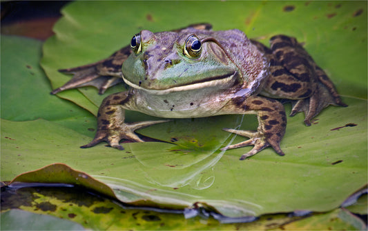 Bullfrog