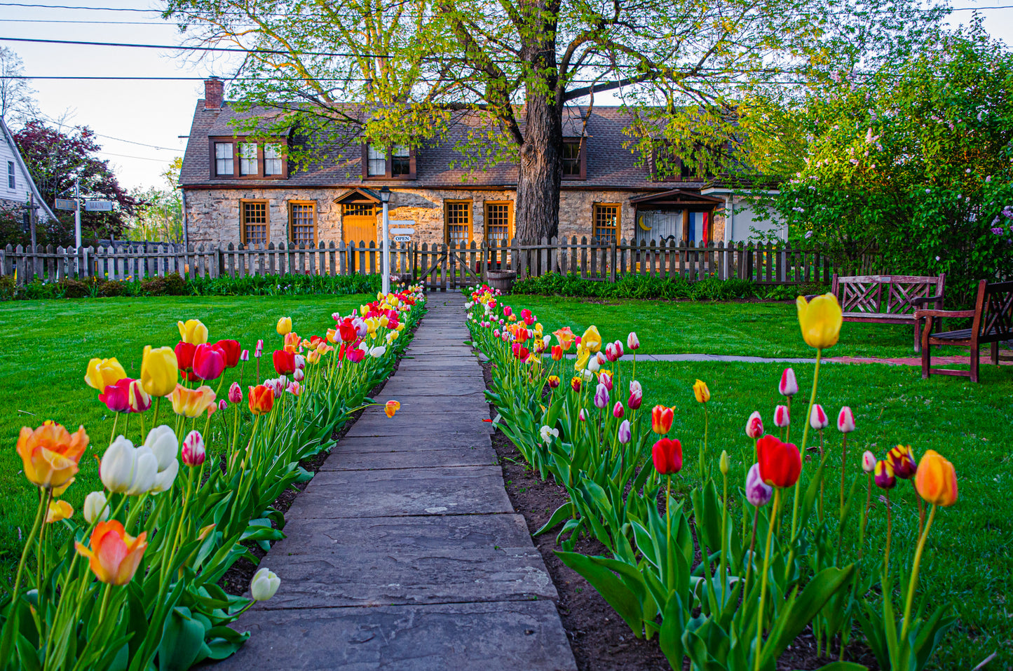 Golden Hour Tulips (Hurley, NY)