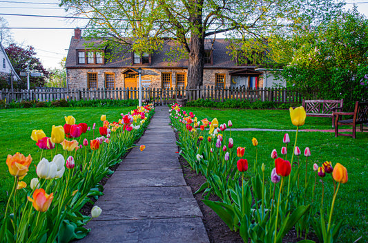 Golden Hour Tulips (Hurley, NY)