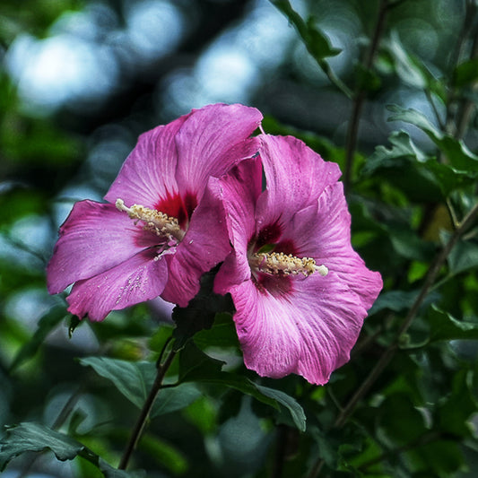 Rose of Sharon