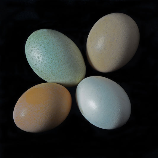 Four Eggs